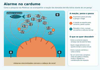 O desenho do experimento: câmeras sincronizadas em volta de uma cabeça de coral registram como o aviso de perigo se espalha pelo cardume.