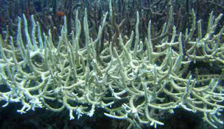 Coral-chifre-de-veado branqueado na Grande Barreira de Corais, na Austrália. O branco é o esqueleto de calcário aparecendo através do tecido sem as algas.
