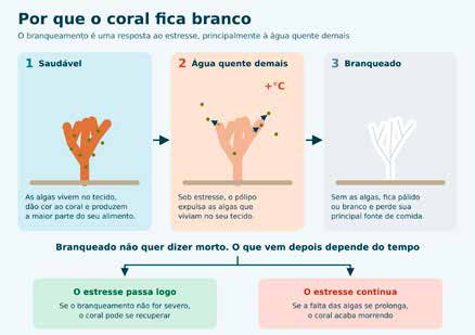 As três etapas do branqueamento e os dois caminhos possíveis depois dele.