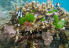 Recife de coral, a cidade viva que tem até sistema de alarme Recife de coral com peixes listrados nadando entre as colônias