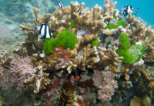 Recife de coral, a cidade viva que tem até sistema de alarme Recife de coral com peixes listrados nadando entre as colônias