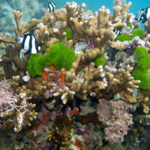 Recife de coral, a cidade viva que tem até sistema de alarme Recife de coral com peixes listrados nadando entre as colônias