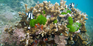 Recife de coral, a cidade viva que tem até sistema de alarme Recife de coral com peixes listrados nadando entre as colônias