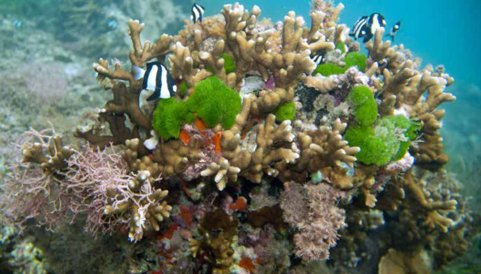 Recife de coral, a cidade viva que tem até sistema de alarme Recife de coral com peixes listrados nadando entre as colônias