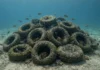Em 1978 jogaram pneus recheados de concreto no oceano de Massachusetts para dar abrigo a peixes, e décadas depois o entulho virado recife atrai lagostas e vida marinha onde só havia areia nua Imagem submarina em 16:9 com o conjunto de pneus preenchidos de concreto no centro do enquadramento, colonizados por vida marinha sobre areia do Nantucket Sound, sem marcas gráficas.