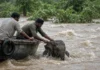 Pescadores veem pequena tromba no meio de rio e param o barco: era filhote de elefante de poucos dias arrastado por quase 5 quilômetros