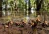 Sementes de árvores que vivem nas partes mais baixas da várzea guardam mais reservas e parecem esperar com cautela antes de enfrentar a próxima inundação