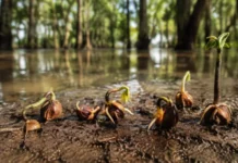 Sementes de árvores que vivem nas partes mais baixas da várzea guardam mais reservas e parecem esperar com cautela antes de enfrentar a próxima inundação