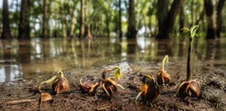 Sementes de árvores que vivem nas partes mais baixas da várzea guardam mais reservas e parecem esperar com cautela antes de enfrentar a próxima inundação
