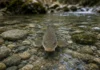 Só restam cerca de 6 mil: peixe nativo da Tasmânia ganha refúgios nos rios para escapar de predador trazido da Inglaterra em 1864