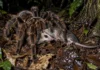 Pesquisadores caminharam à noite em Tambopata e viram uma tarântula arrastando um pequeno marsupial pelo chão da Amazônia peruana