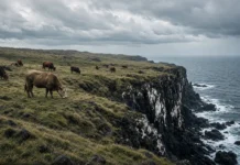 Cinco vacas foram deixadas entre falésias, pastos e tempestades em 1871; 130 anos depois, o DNA do rebanho surpreendeu os cientistas