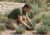O que plantar em um jardim que enfrenta cada vez mais calor? Paisagista aposta em 3 espécies que suportam melhor períodos secos Homem de 33 anos ajoelhado ao lado de plantas resistentes à seca em jardim francês, composição central limpa em formato 16:9