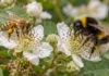 Nem toda flor é um lugar pacífico: abelhas foram vistas expulsando outros visitantes para conseguir alimento