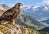 Águias jovens voam por até 77 km, passam dias longe e voltam aos pais; estudo com 92 aves mostra que aprender a voar não determina a saída definitiva