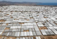 Quando os agricultores cobriram o deserto com plástico branco para capturar o sol e plantar tomate o ano inteiro, as estufas viraram um espelho gigante que devolveu ao espaço parte da luz que eles vinham buscar ali