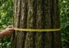 Árvores da Amazônia engordam 3,3% por década há 30 anos; as maiores crescem e sequestram mais carbono mesmo sob seca e calor extremos