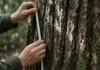 Mais de 2 mil espécies de árvores da Amazônia entram no radar europeu e podem mudar exigências para madeira, soja, carne e carvão Texto colado