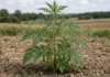 Quando o dono do terreno deixa a erva invasora crescer até a floração, um único pé solta uma nuvem de pólen e a lei francesa obriga cada um a arrancar a planta do próprio solo antes que a alergia se espalhe
