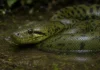 Anaconda verde dá à luz 10 filhotes após sete meses sem comer no santuário de Melaka