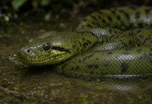 Anaconda verde dá à luz 10 filhotes após sete meses sem comer no santuário de Melaka