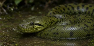Anaconda verde dá à luz 10 filhotes após sete meses sem comer no santuário de Melaka
