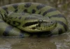 Anaconda verde dá à luz 10 filhotes após sete meses sem comer