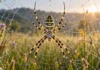A teia gira o corpo da aranha antes da captura e revela uma função que vai além de prender a presa
