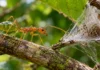 Aranha monta armadilha de seda que a própria formiga dispara ao morder, e a tensão dos fios lança a presa para dentro da estrutura de captura