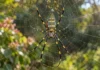 Uma foto de aranha no quintal virou dado científico, mas milhares de imagens precisaram passar por conferência