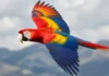 Após quase uma década de solturas, araras-vermelhas formam casais e têm filhotes na natureza em região onde a espécie havia rareado muito, em Honduras