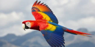 Após quase uma década de solturas, araras-vermelhas formam casais e têm filhotes na natureza em região onde a espécie havia rareado muito, em Honduras