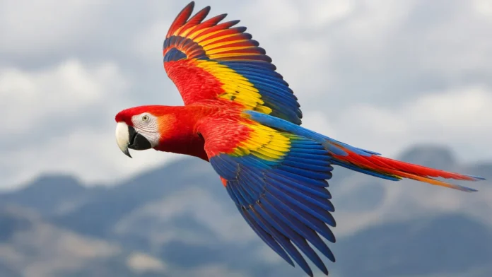 arara-vermelha-voo-lempira-honduras-jpg