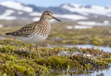 Pequena ave cruza quase 3 mil km de oceano, chega cada vez mais tarde e teve sua permanência estimada na Austrália reduzida de 173 para 129 dias