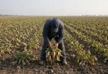 Quando o calor repetido do verão queimou as folhas nos campos de beterraba do norte da França, os agricultores do Aisne abriram o solo e acharam raízes que na safra 2026-2027 só servem para deixar doente quem tenta colhê-las