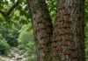 Mudança climática: as borboletas partiram semanas mais cedo do Vale das Borboletas, na Grécia Imagem limpa em 16:9 com borboletas de asas laranja e pretas concentradas no centro da cena sobre cascas de árvores em vale úmido e sombreado, sem marcações gráficas.