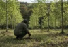 Plantaram uma floresta em antigo campo agrícola e esperaram 25 anos: árvores cresceram, mas cientistas encontraram algo surpreendente debaixo da terra