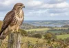 Uma ave europeia está ficando mais parecida com as outras da mesma espécie, e milhares de fotos revelaram a mudança