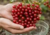 Fruta pode ser congelada inteira ou em cubos de polpa para durar mais sem ir ao fogo; método também funciona com opções comuns no Brasil