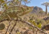 Um camaleão ameaçado foi encontrado onde nunca havia sido registrado e trouxe uma nova esperança para uma floresta quase perdida em Madagascar