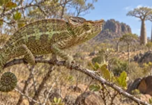 Um camaleão ameaçado foi encontrado onde nunca havia sido registrado e trouxe uma nova esperança para uma floresta quase perdida em Madagascar