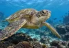 Estas tartarugas de Galápagos contrariaram a expectativa: nenhuma deixou a reserva durante o rastreamento