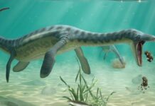 Vômito fossilizado de 160 milhões de anos revela onde plesiossauros comiam e descansavam após a refeição Vômito fossilizado de 160 milhões de anos revela onde plesiossauros comiam e descansavam após a refeição