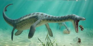 Vômito fossilizado de 160 milhões de anos revela onde plesiossauros comiam e descansavam após a refeição Vômito fossilizado de 160 milhões de anos revela onde plesiossauros comiam e descansavam após a refeição