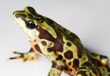 Mapas climáticos apontam refúgios no Panamá para salvar sapos ameaçados por fungo letal Mapas climáticos apontam refúgios no Panamá para salvar sapos ameaçados por fungo letal
