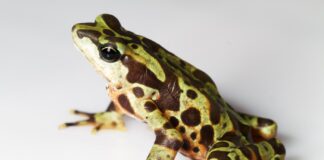 Mapas climáticos apontam refúgios no Panamá para salvar sapos ameaçados por fungo letal Mapas climáticos apontam refúgios no Panamá para salvar sapos ameaçados por fungo letal