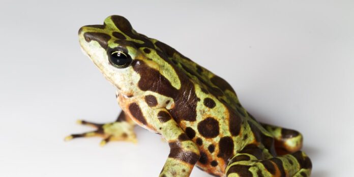 Mapas climáticos apontam refúgios no Panamá para salvar sapos ameaçados por fungo letal Mapas climáticos apontam refúgios no Panamá para salvar sapos ameaçados por fungo letal