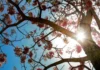 Ipês de Belém antecipam flores e podem registrar mudanças no clima, mas um ano fora do padrão não basta Ipês de Belém antecipam flores e podem registrar mudanças no clima, mas um ano fora do padrão não basta