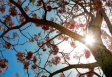 Ipês de Belém antecipam flores e podem registrar mudanças no clima, mas um ano fora do padrão não basta Ipês de Belém antecipam flores e podem registrar mudanças no clima, mas um ano fora do padrão não basta
