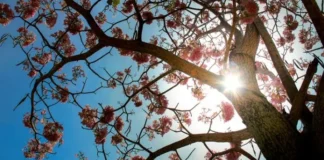 Ipês de Belém antecipam flores e podem registrar mudanças no clima, mas um ano fora do padrão não basta Ipês de Belém antecipam flores e podem registrar mudanças no clima, mas um ano fora do padrão não basta